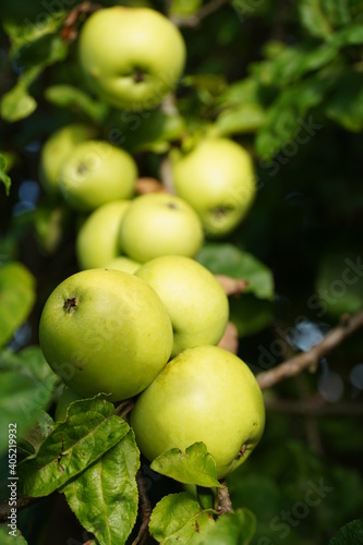 Alte Apfelsorten und Apfelbäume
