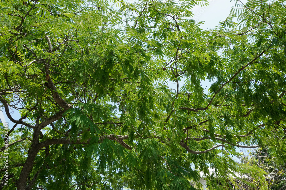 Fototapeta premium Bottom view of tree branches