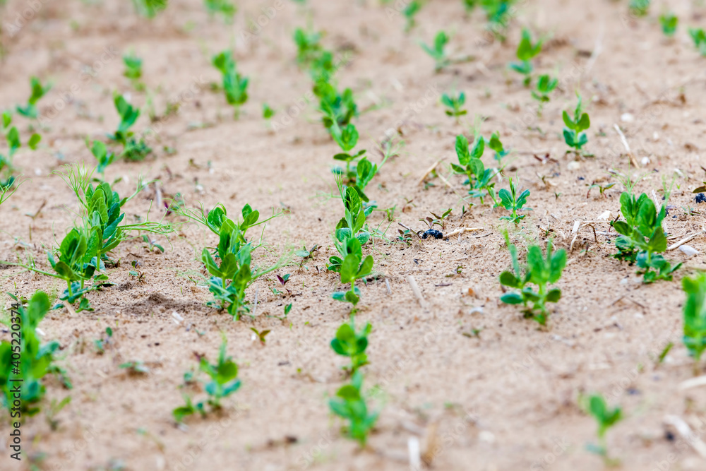 peas are grown on an agricultural field peas are grown on an agricultural field