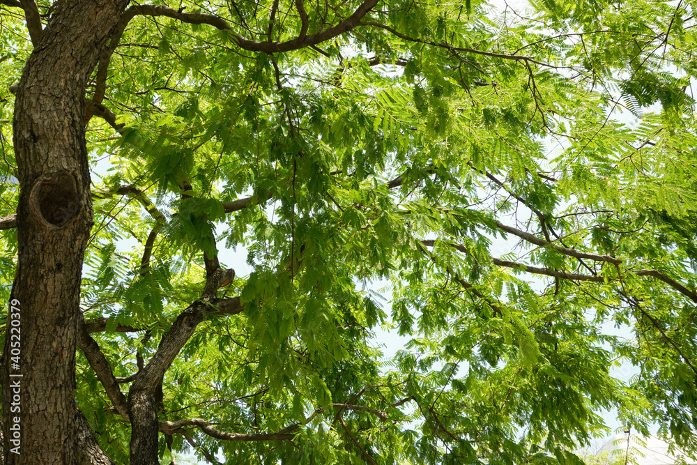 Fototapeta premium Bottom view of tree branches