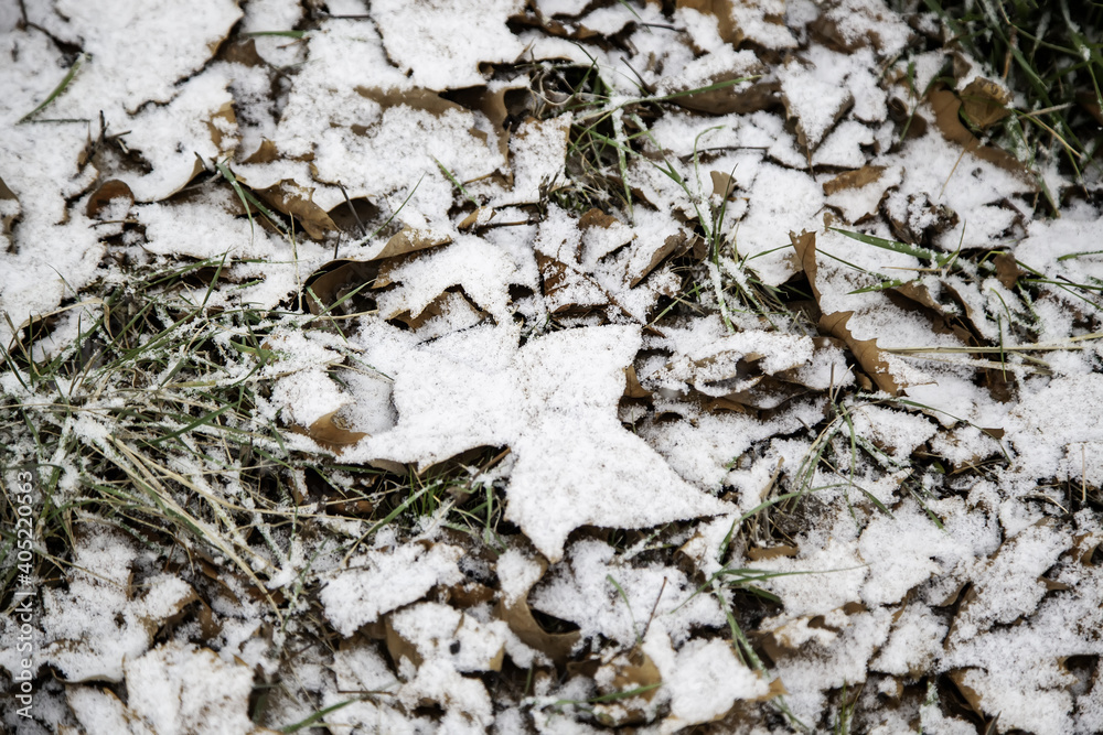 Green grass in the snow Green grass in the snow