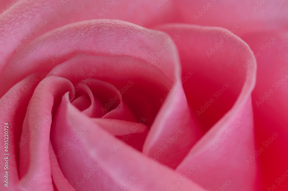 pink rose close up macro forming a solid background