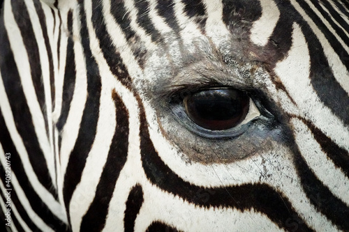 Zebra muzzle close up. Zebra stripes and Zebra eye