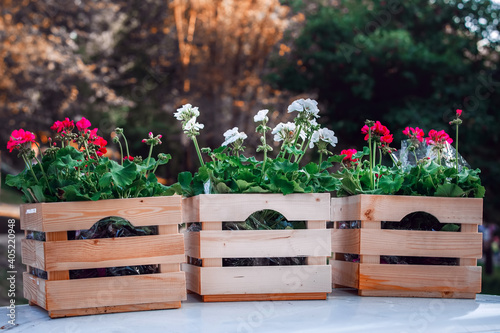 Multicolored geranium flowers in boxes for planting in a backyard