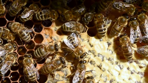 Honey bee dancing on the honeycomb - 3