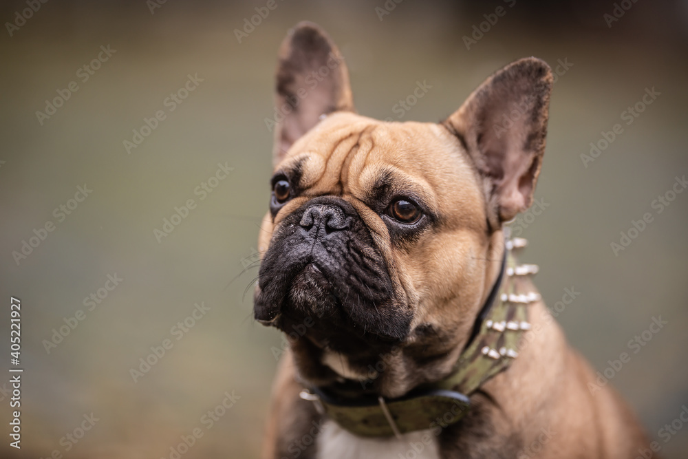 Detail of a head of adult French bulldog outdoors
