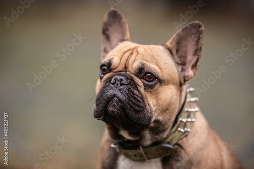 Detail of a head of adult French bulldog outdoors