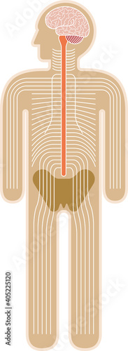 Diagram: human body nervous system.