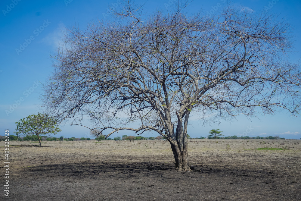 Savannah or Little Desert in Baluran Natural Park in Indonesia Savannah or Little Desert in Baluran Natural Park in Indonesia