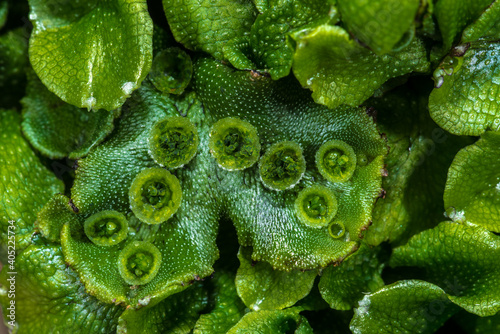 Marchantia polymorpha Moss with Gemma Cups