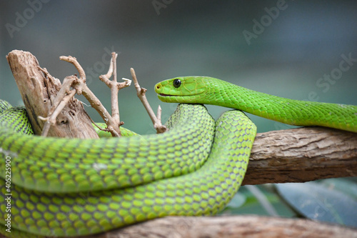A green mamba snake on branches