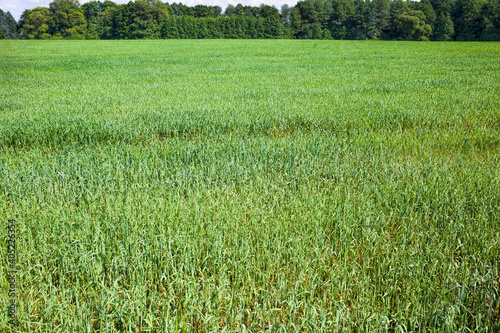 agricultural field where green wheat grows