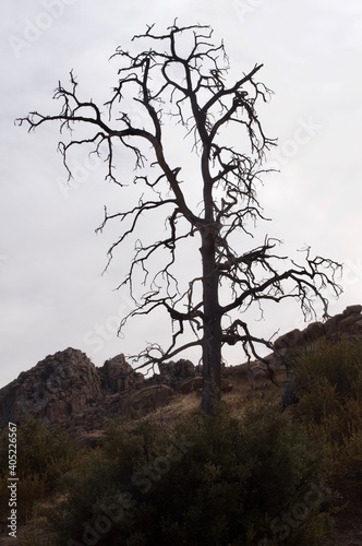trees
