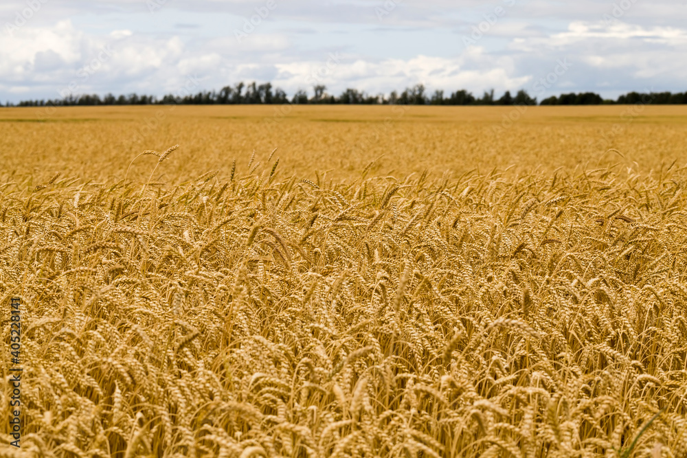 Naklejka premium agriculture, activities in rural areas