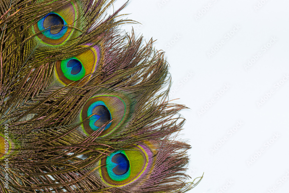 Obraz premium Peacock feathers on white background