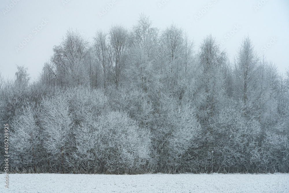 Naklejka premium Frost-covered trees, winter landscape, Norway