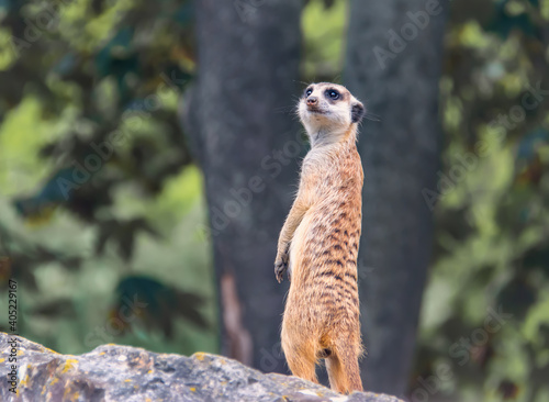 the meerkat stands and looks into the distance, guarding its relatives. walking around the Prague zoo on a sunny summer day. animals walk in natural open-air cages with many plants and ponds.