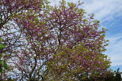 Blooming trees in Ickworth house  spring 2018