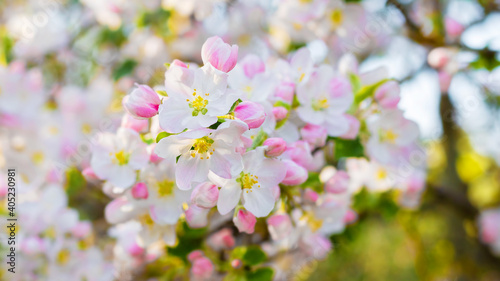 Blooming apple tree branch with delicate white and pink flowers