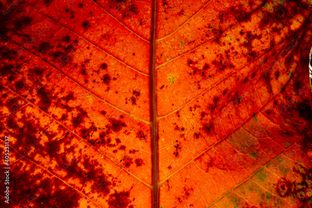 Obraz premium Red Leaf in Autumn. Abstract Art. Macro photography.