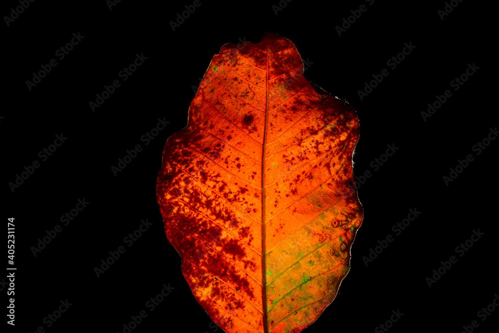 dried oak leafs on black background dried oak leafs on black background