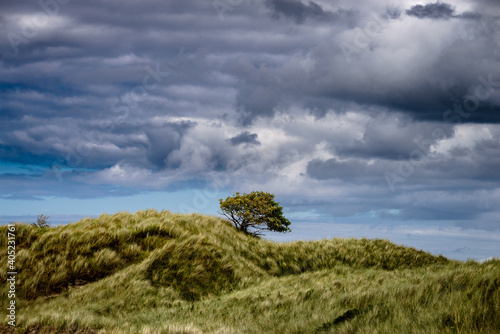Cloudy sky and a lone tree on a hill in Ards Forest Park, a few kilometers from Dunfanaghy in Ireland photo