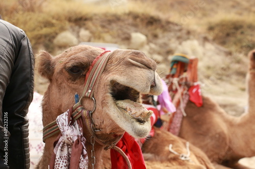 Touristic camel ride in Cappadocia