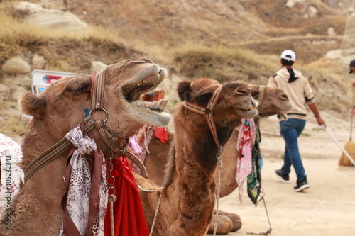 Touristic camel ride in Cappadocia