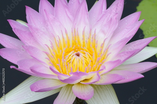 A closeup of a pink water lily on a dark background