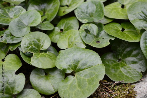 Closeup Asarum europaeum known as asarabacca with blurred background in garden