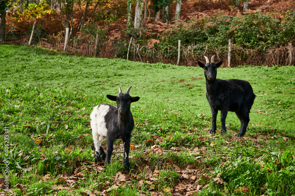 dwarf Goat Capra domesticus
