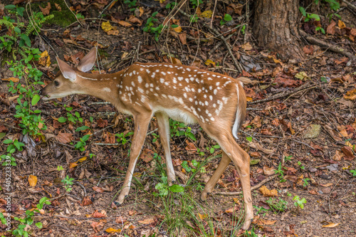 Φωτογραφία Fawn eating plants