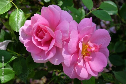 Rosa Cariad Auspanier pink rose in flower during the summer months