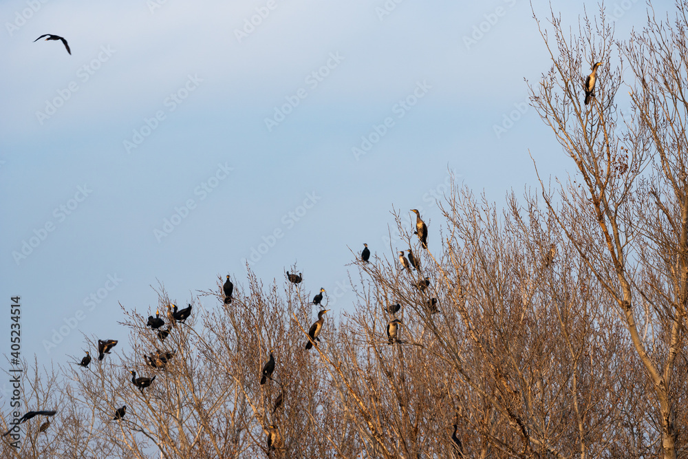 Colony of cormorants sitting on the branches of a tree Colony of cormorants sitting on the branches of a tree