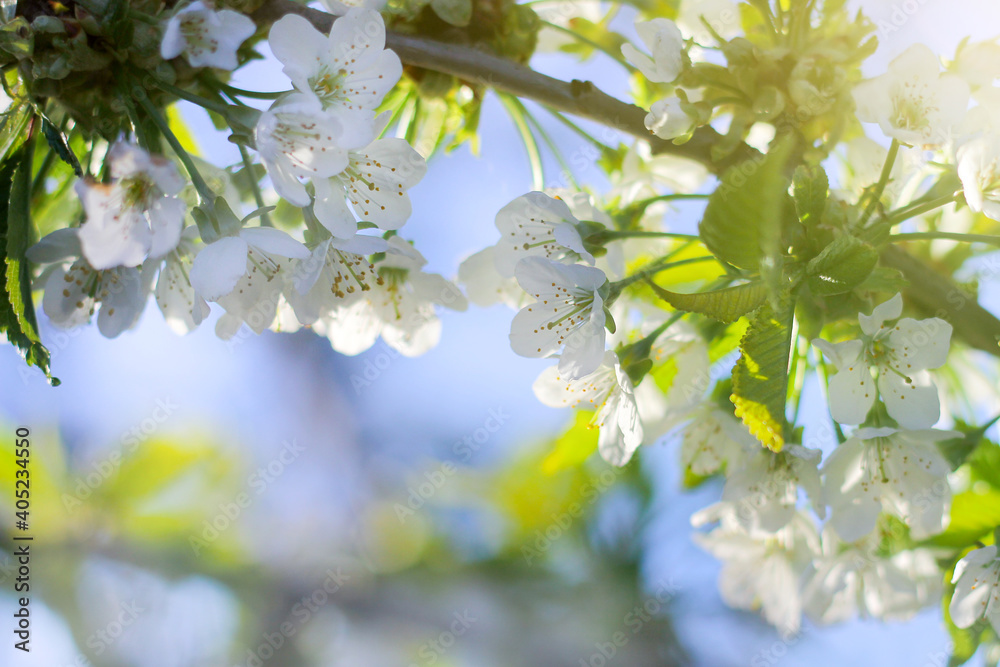 blossoming branch of a cherry. spring awakening of nature. selective focus, space for text blossoming branch of a cherry. spring awakening of nature. selective focus, space for text