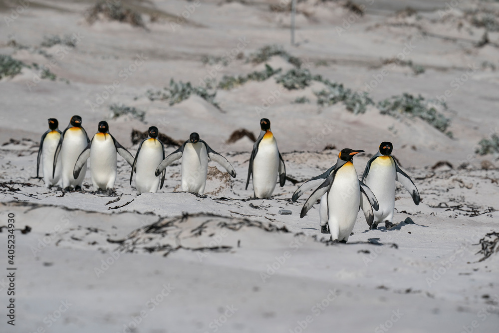 Fototapeta premium The king penguin (Aptenodytes patagonicus)