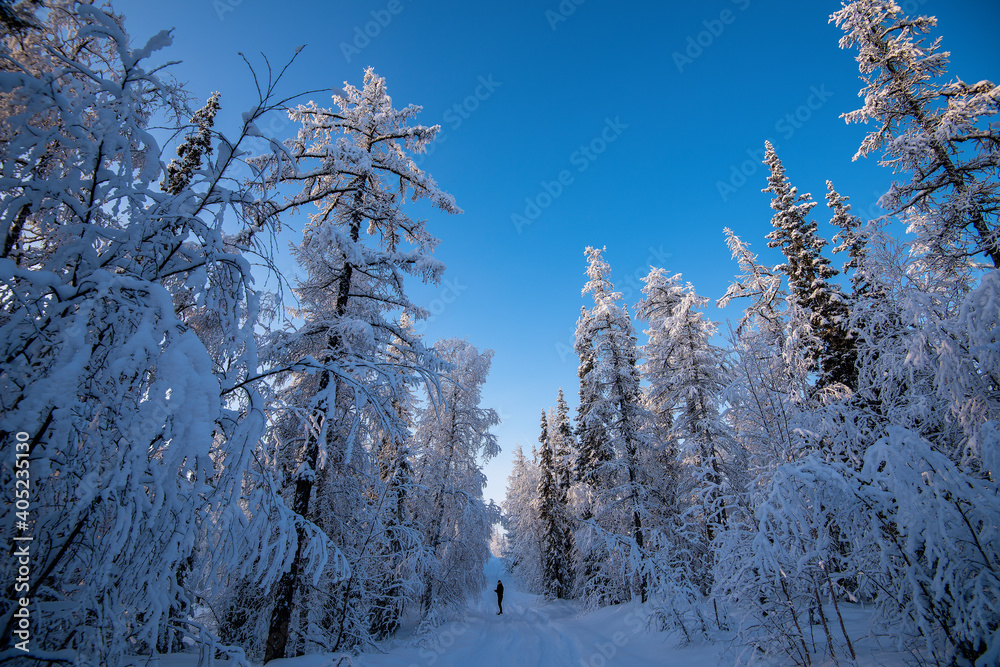 snow covered trees in winter snow covered trees in winter