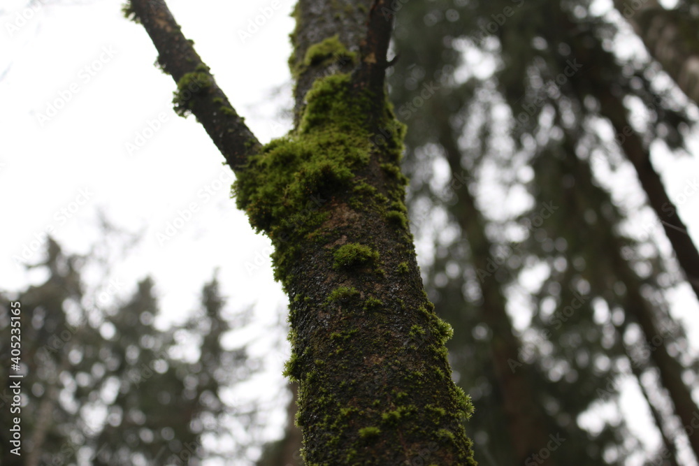 a fallen tree trunk covered with moss a fallen tree trunk covered with moss