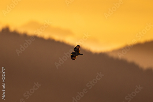 Short-eared owl flying and hunting over a grassy field at golden yellow sunset or sunrise sky in Pacific Northwest, USA © Gabi