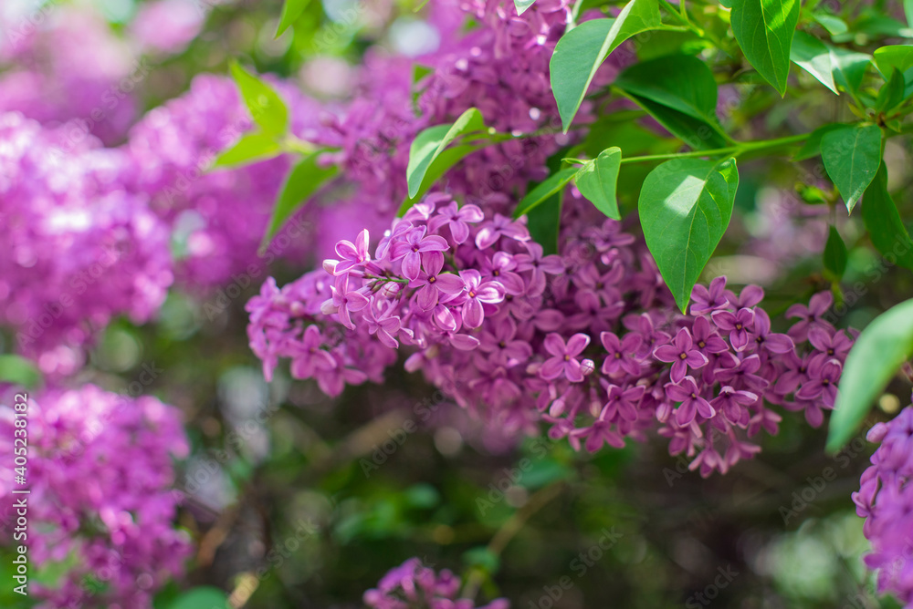 beautiful bushes with lilac flowers in the garden beautiful bushes with lilac flowers in the garden