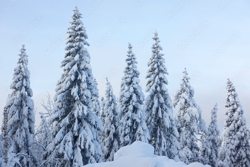 snow covered trees