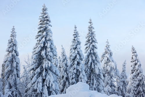 snow covered trees © Jan-Erik Holter