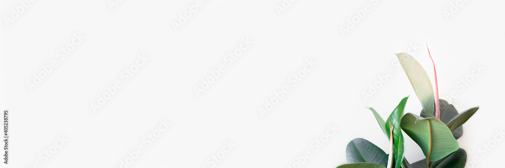 Obraz premium Header with ficus houseplant. Panoramic floral concept with place for text.