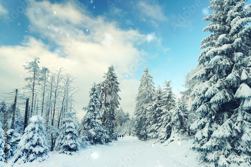 Schneefall in den Wäldern