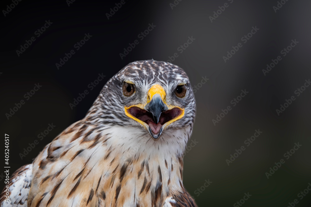 Ferruginous Hawk (Buteo regalis) Portrait Ferruginous Hawk (Buteo regalis) Portrait