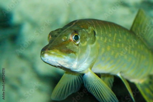 Fototapeta Naklejka Na Ścianę i Meble -  El lucio norteño o lucio (Esox lucius) es una especie de pez carnívoro, especie exótica del río Guadiana (España y Portugal). Son típicas de las aguas dulces y salobres del hemisferio norte.