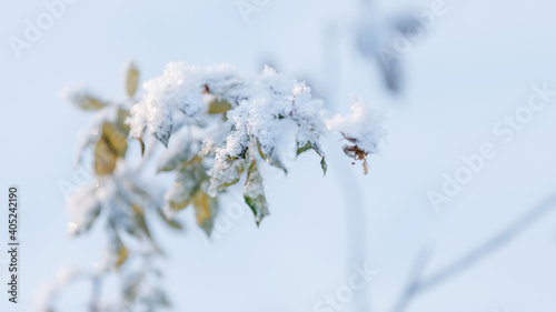Hanging branch of a rose with leaves under the snow. Blurred background.