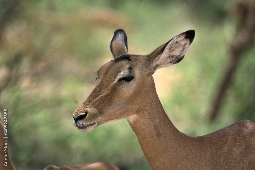portrait of a gazelle, side view close up portrait of a gazelle, side view close up