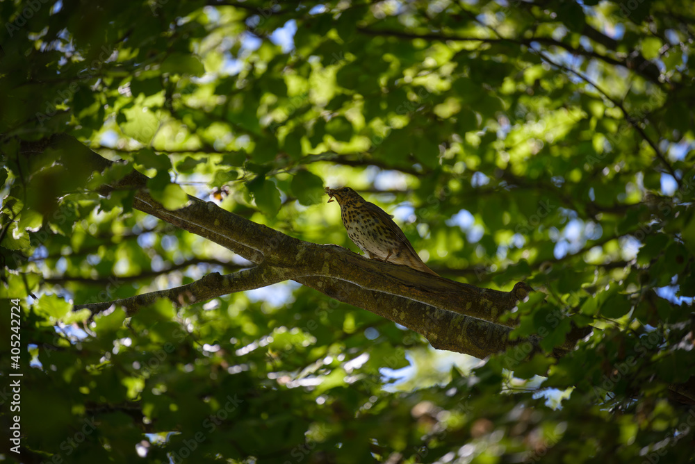 Fototapeta premium A bird on a tree branch in an Irish forest