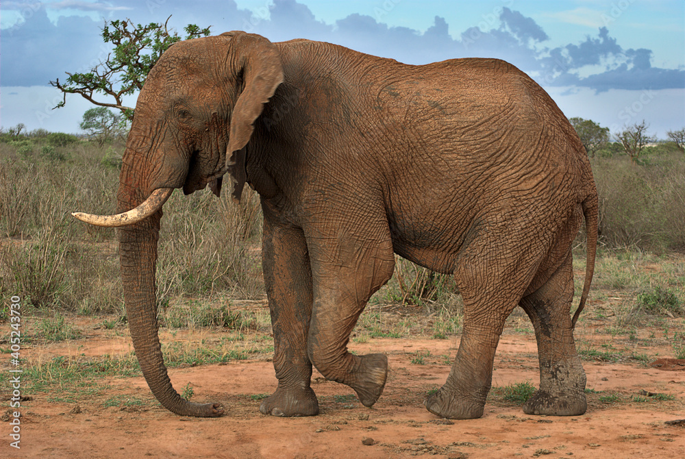 Obraz premium Old male elephant, sideview portrait